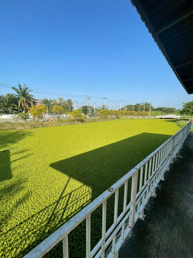 🏡 บ้านเดี่ยว 222 ตร.วา หมู่บ้านกฤษดานคร 25 มีบึงน้ำ + ศาลากลางน้ำ บรรยากาศเหมือนรีสอร์ท ราคา 12.5 ล้าน 7