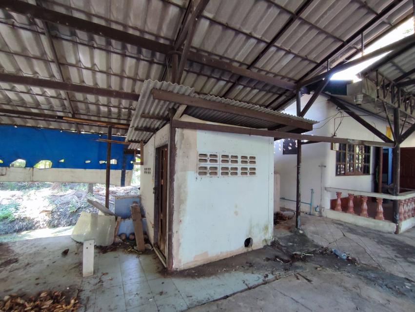 ที่ดินสวนพร้อมบ้าน บ้านเเพ้ว 5