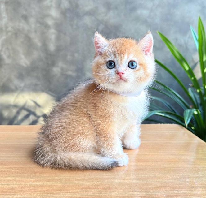 Scottish fold (ผู้ชาย) 4