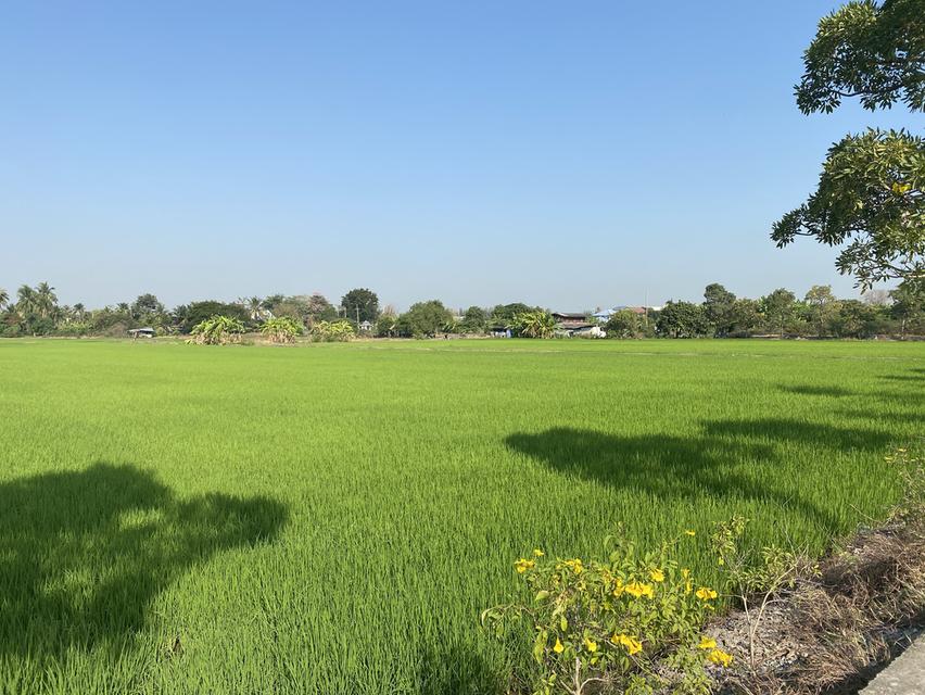 ขายที่ดิน 15-2-37.5 ไร่  หลังเซ็นทรัลศาลายา สามพราน นครปฐม  ที่สวย หน้ากว้าง ติดถนนคอนกรีตกว้าง 6.5 ม.  หลังติดคลอง สะดวก เข้าออกได้หลายทาง ทั้งบรมราช 6
