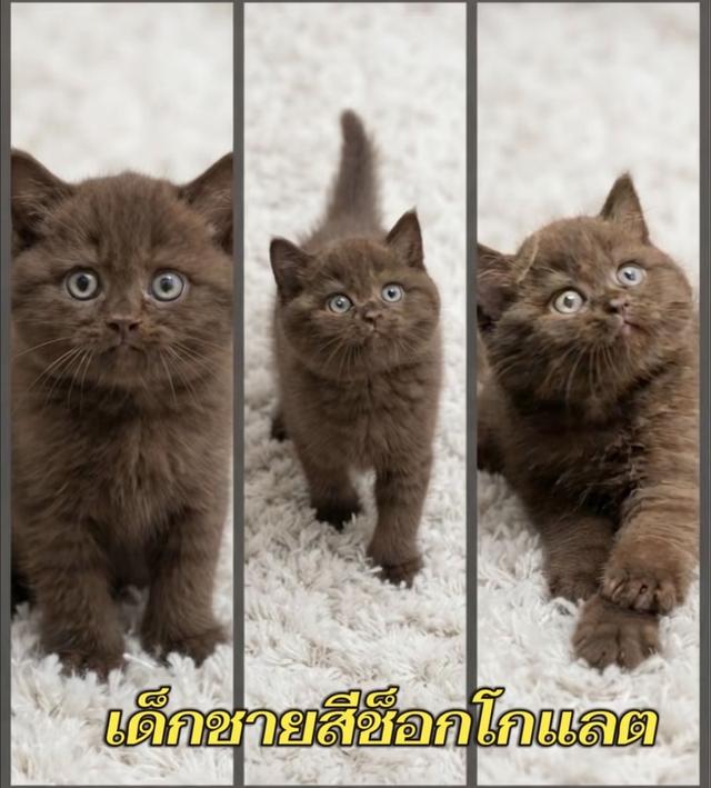 แมวบริติช ,มันช์กิ้น  แร็กดอลล์ ผ่อนไปเลี้ยงไป ทักได้ตลอดค่ะ รูปที่ 4