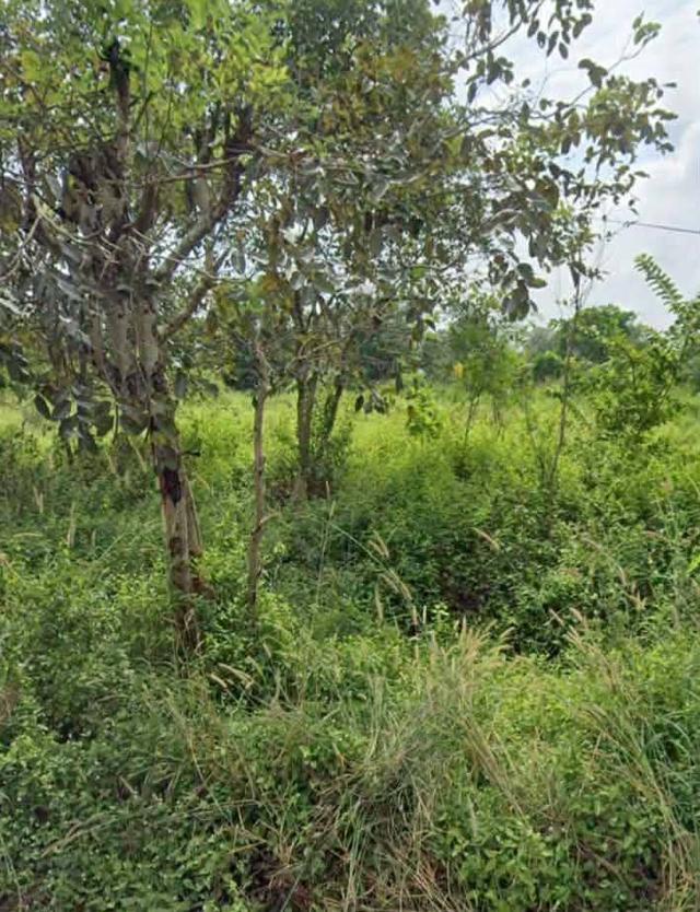 ที่ดินเปล่าสุวินทวงศ์110 หนองจอก กรุงเทพขายด่วน 7