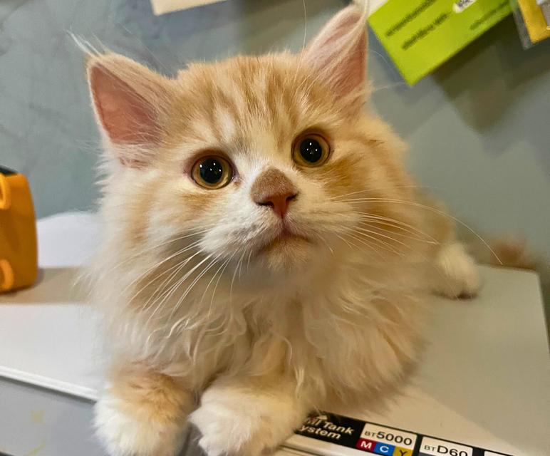 แมวส้มสีมงคล(เด็กชาย 3 เดือน)นิสัยขี้อ้อนมากกก