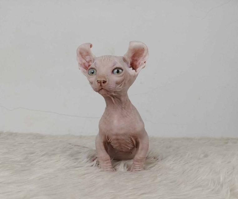 30.แมวดเวล/เพศผู้ หาบ้าน Dwelf Cat/Male looking for a new home 3