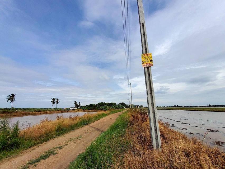 ขายถูกที่ดินคลองสิบสาม 3 ไร่เศษ ติดถนนสาธารณะ มีไฟฟ้า 3 เฟส เขตหนองจอก กทม. 4