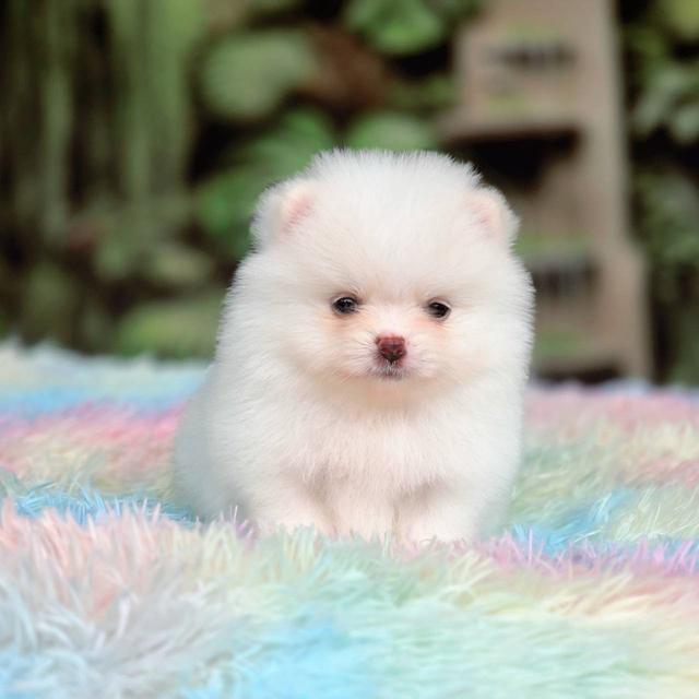 ปอมเมอเรเนียนแท้ เพศผู้ ทีคัพ รูปที่ 6