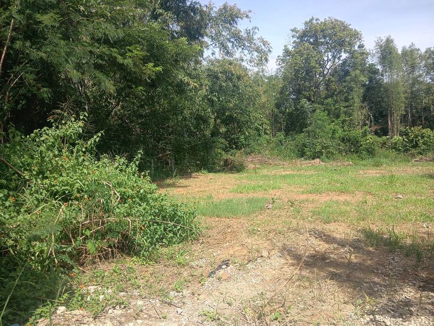 ขายที่ดิน 3 ไร่ ต.บ้านโสก อ.คอนสวรรค์ ชัยภมิ ติดถนนดำมีน้ำไฟขาย 1.2 ล้าน 9