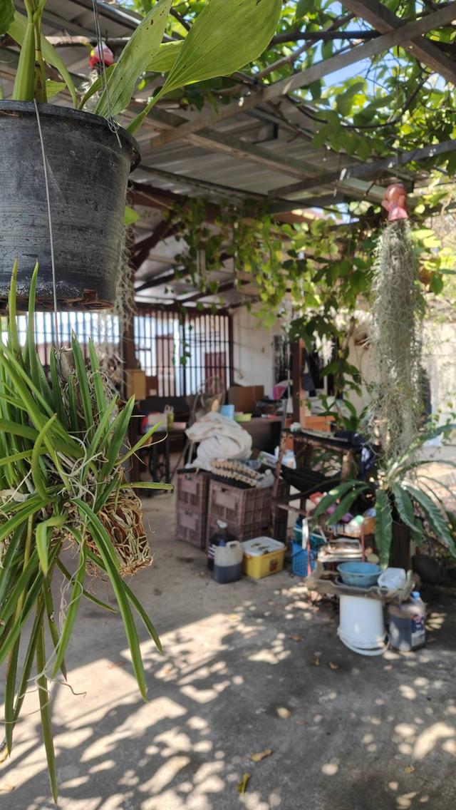 ขายที่ดินยกแปลงถมแล้ว 2-0-11 ไร่ กลางหมู่บ้านจราจรพัฒนา เขาแก่นจันทน์ ซอย 9 ใกล้ตลาดศรีเมือง พร้อมโฉนด ดอนตะโก ราชบุรี 11