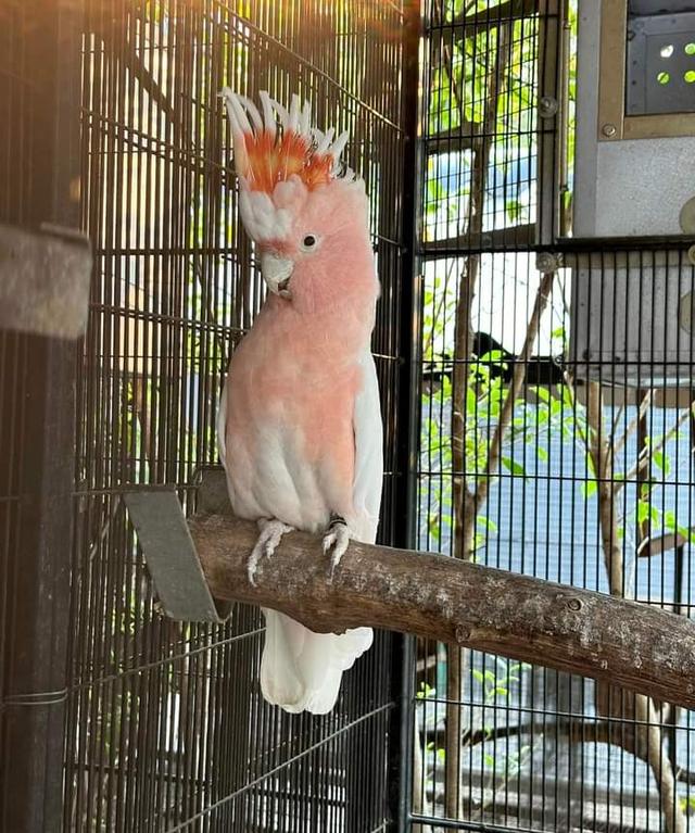 นกกระตั้วสีชมพูสวย 3