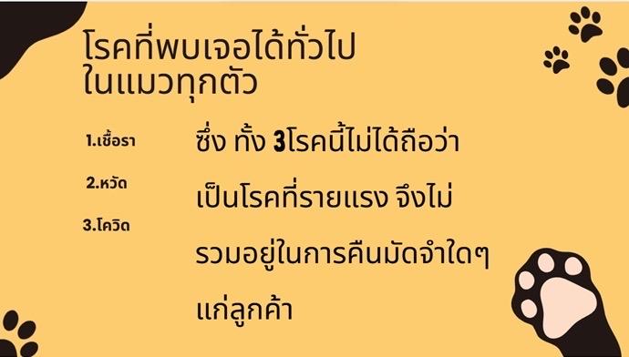 แมวมันช์กิ้น Munchkin ns