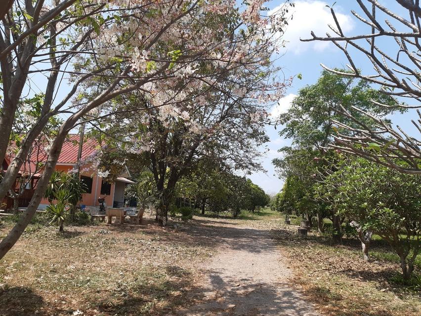 บ้านพร้อมที่ดิน 40 ไร่ จังหวัดพิษณุโลก อำเภอเนินมะปราง 14