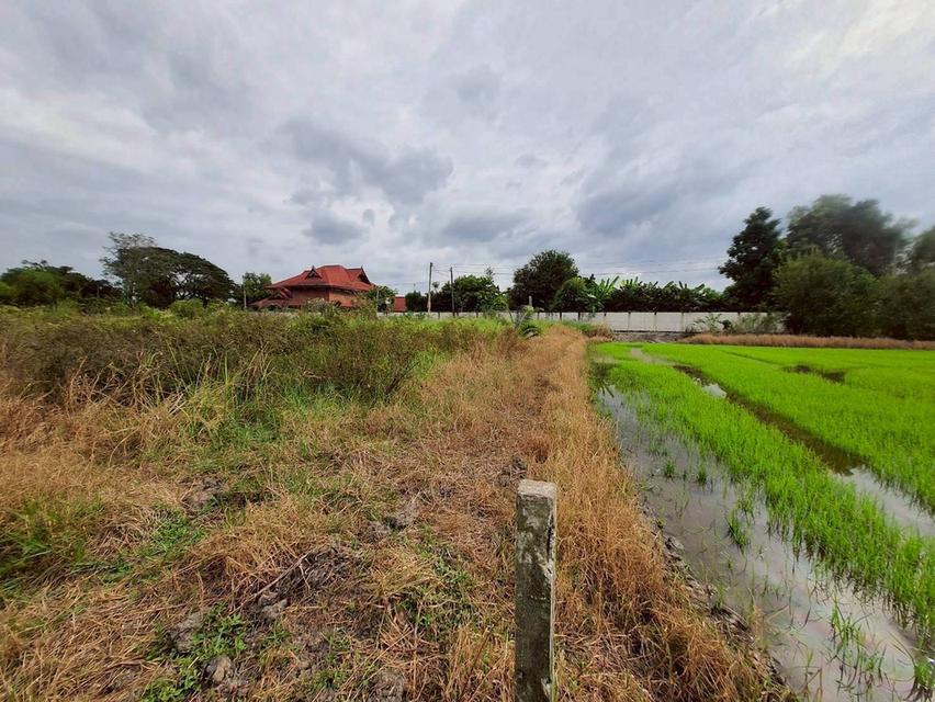 Vายถูกที่ดินคลองหก 520 ตารางวา ติดถนนสาธารณะซอย คลองหก ตต.31/1 อ.คลองหลวง จ.ปทุมธานี 10