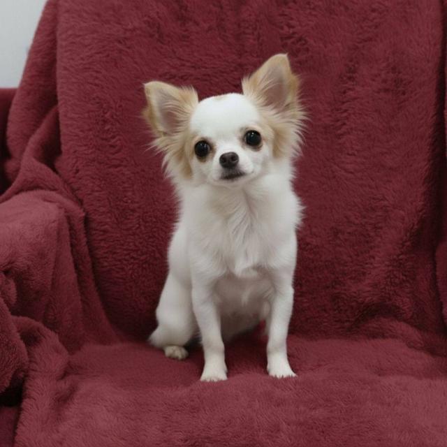 เด็กหญิงขาวครีมขนยาว 2