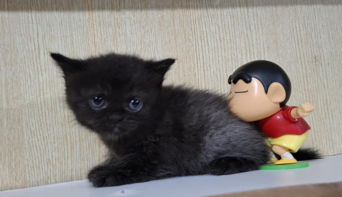 ลูกแมวสายพันธุ์บริติช 10