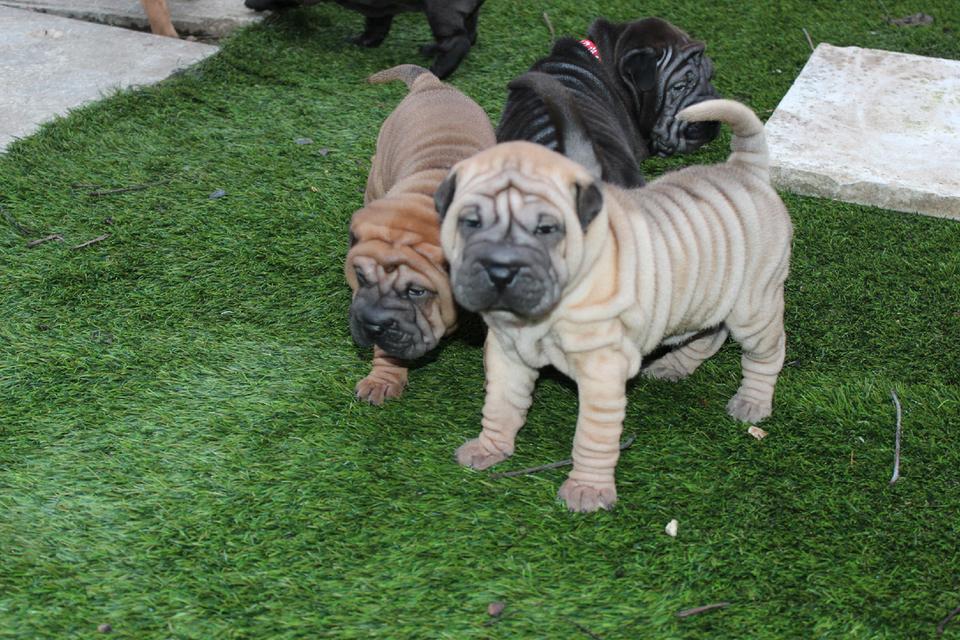 Shar Pei Puppies for sale รูปย่อยที่ 2