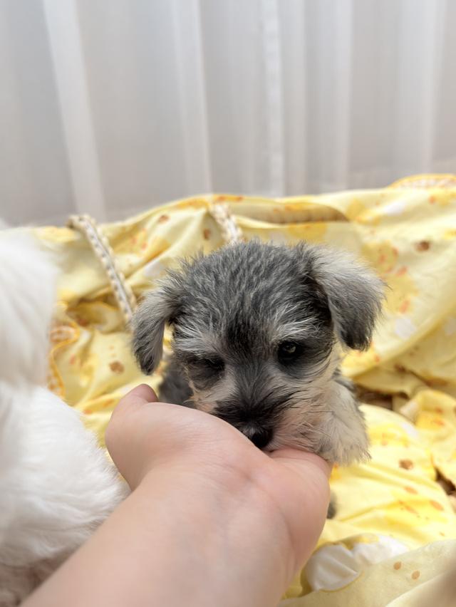ลูกหมา miniature schnauzer เพศเมีย สี salt&pepper