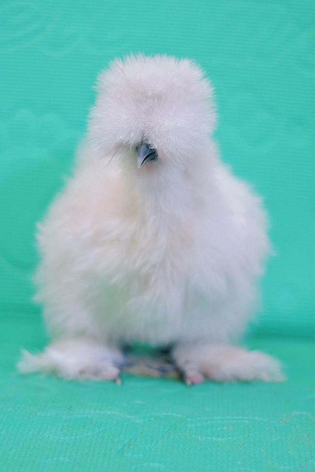 ลูกไก่ซิลกี้ ฟอร์มสวย รูปที่ 2