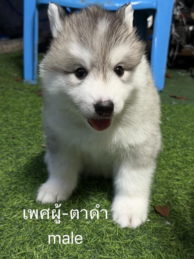 ลูกสุนัขไซบีเรียนฮัสกี้