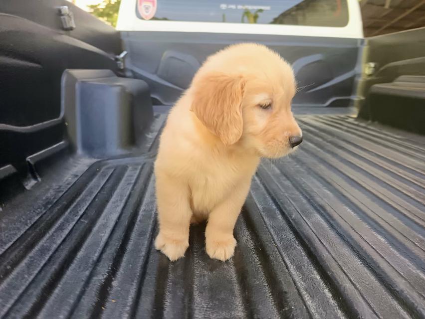 โกลเด้นรีทรีฟเวอร์ปทุมธานี​ 2