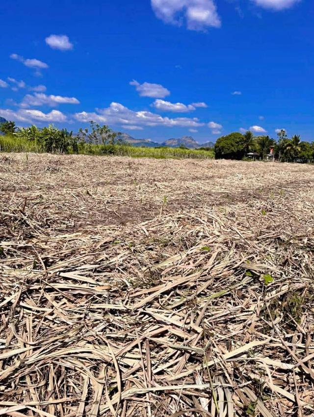 ขายที่ดิน แบ่ง 1 แปลง เจ้าของขายเอง ภูผาม่าน ขอนแก่น 2