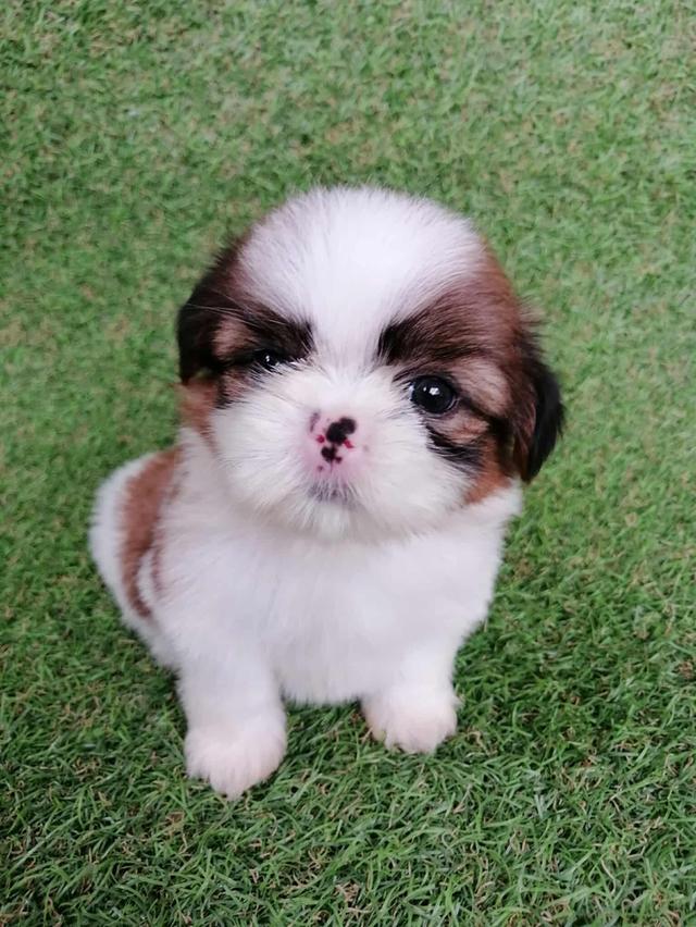 ชิสุห์เเท้ พร้อมย้าย 12