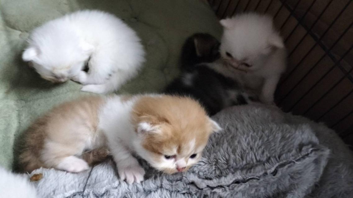 🌈เปิดจองน้องๆคลอกใหม่ ทักแชทพร้อมเปิดกล้อง รับน้องได้หลังหย่านม รูปที่ 6