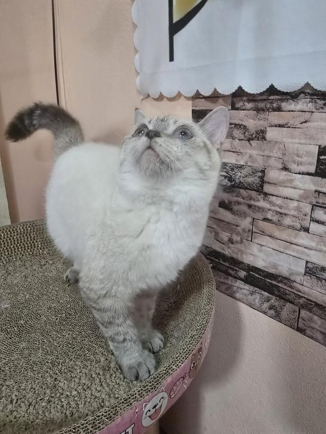 Siamese British Cat "แมววิเชียรมาศบริติชช็อตแฮร์" 8