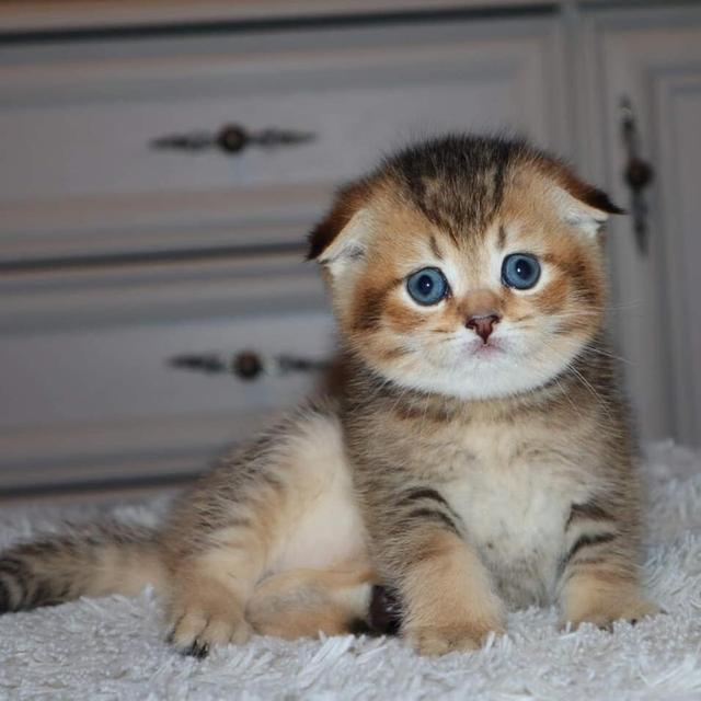 Scottish Fold Kittens  WhatsApp me : +66 63 826 3042