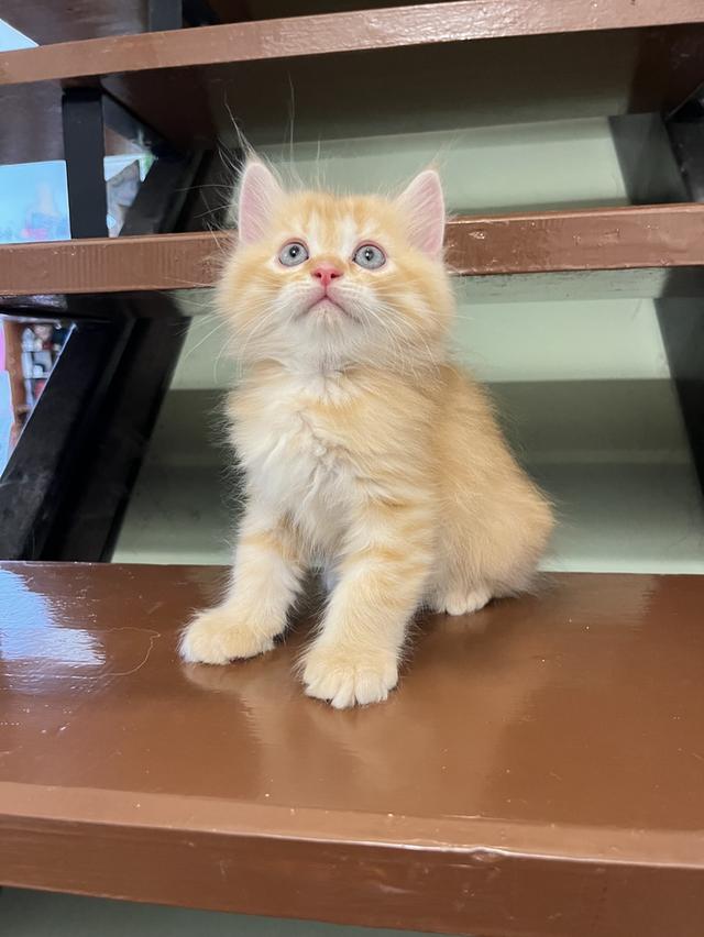 แมวเปอร์เซีย สีส้ม สีครีมเสือ แท้ รูปที่ 4