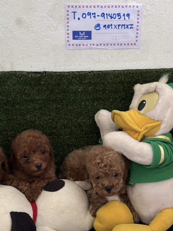 พุดเดิ้ลทอย poodle toy tcup