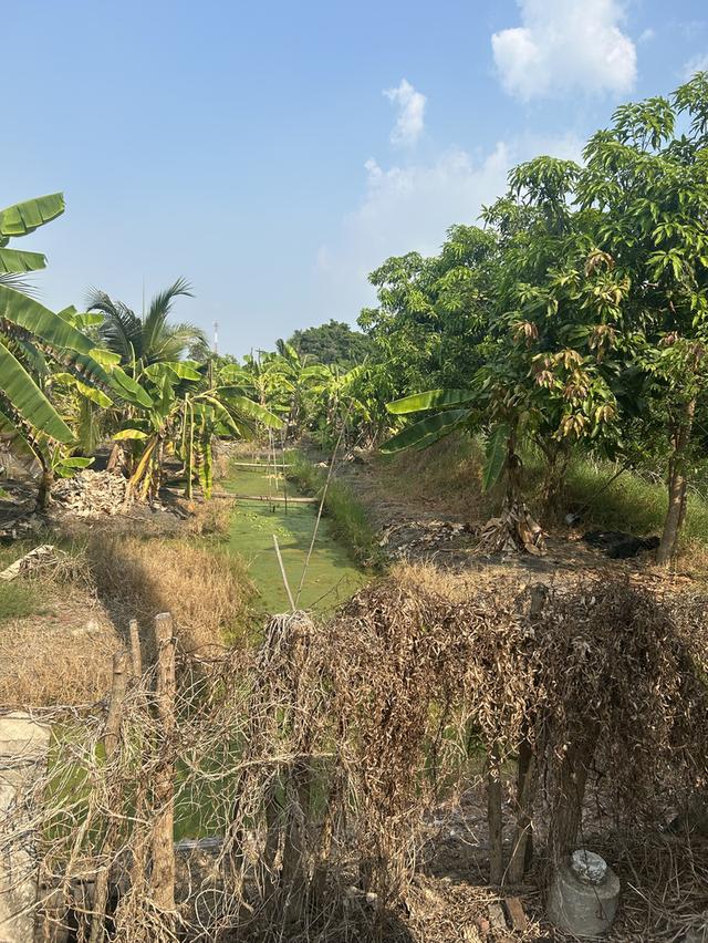 ที่ดินเปล่า วัดหนองนกไข่ 4