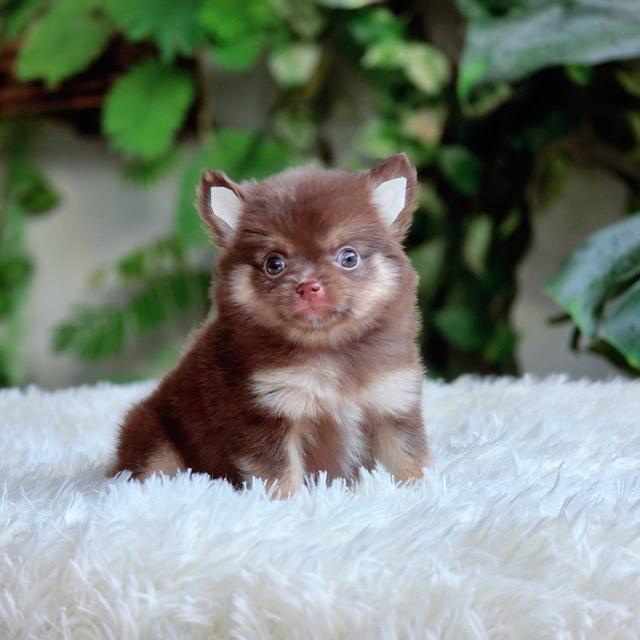 ชิวาวาแท้ขนยาว สีช็อค เพศผู้ 2