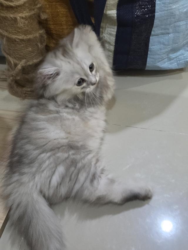 แมวมันช์กิ้น ขายาว 3