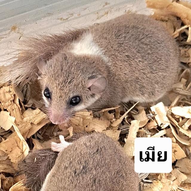 ดอร์เมาส์ กระรอกจิ๋ว