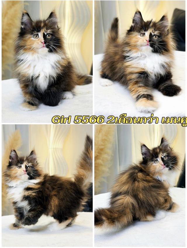 สาวน้อยเมนคูน สามสีสีตอตี้เปรอะสีหายาก