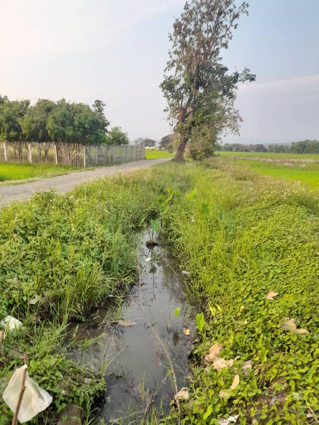 ขายที่นาราคาถูก 8 ไร่ ตำบลป่าป้อง อำเภอดอยสะเก็ด เชียงใหม่ 3