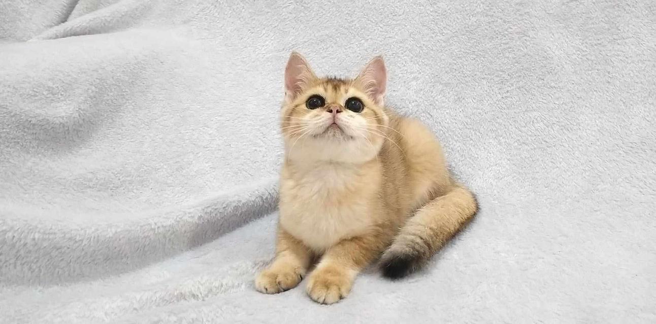 British Shorthair 2