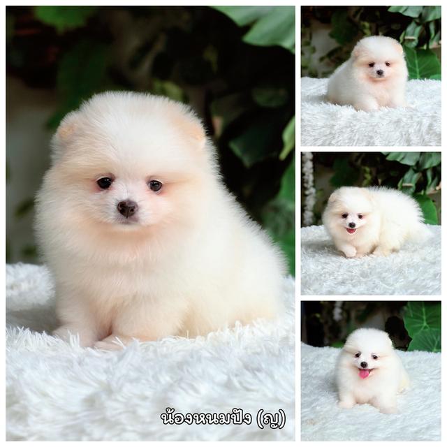 น้องหนมปังปอมแท้สีขาวครีมเพศเมียหน้าหมีพร้อมซนมีส่งเก็บปลายทาง