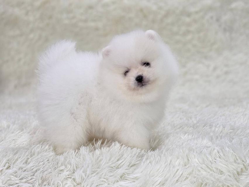 ปอมเมอเรเนียนแท้ สีขาว และสีขาวครีม เพศผู้ พิกัดรามอินทรา 11