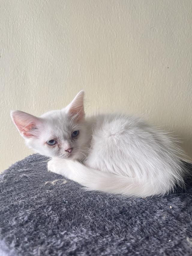 ลูกแมวเด็กแมวขาวมณีค่ะ