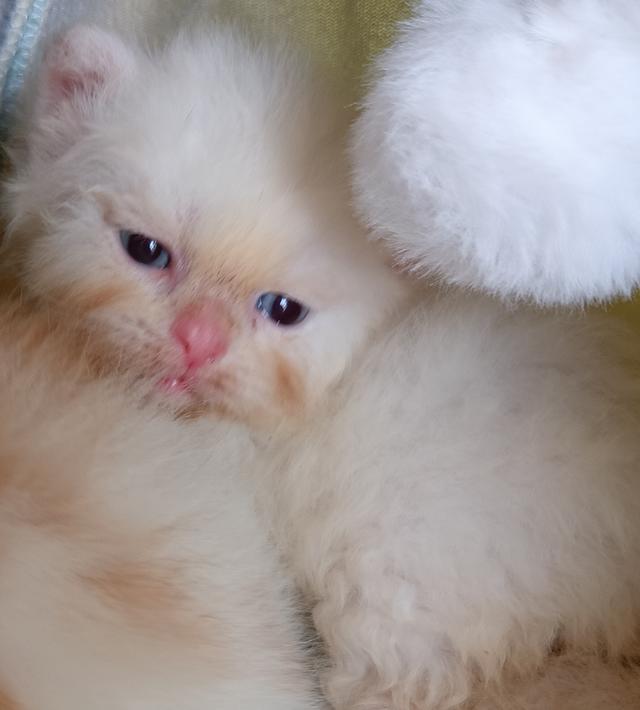 สก็อตติชเปอร์เซีย เพศผู้