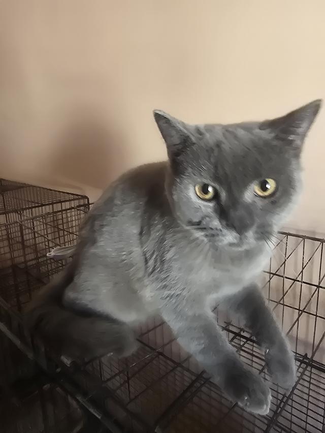 ลูกแมวบริติชช็อตแฮร์สายเลือดแชมป์ รูปที่ 5