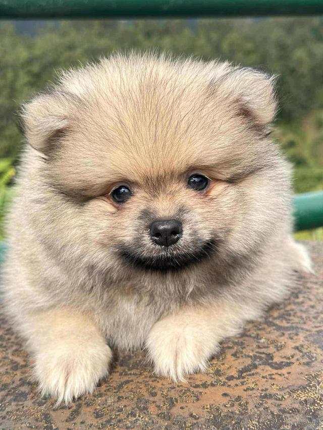 สัตว์เลี้ยง เชียงใหม่ ปอมแท้ 100%