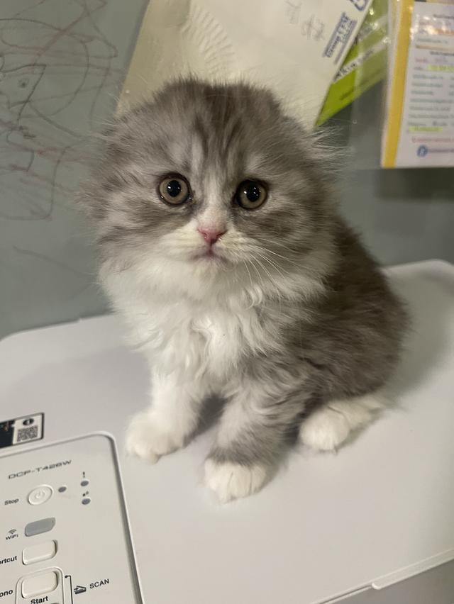 เปิดจองน้องใหม่(สก็อตติชโฟลด์ผสม) รูปที่ 3