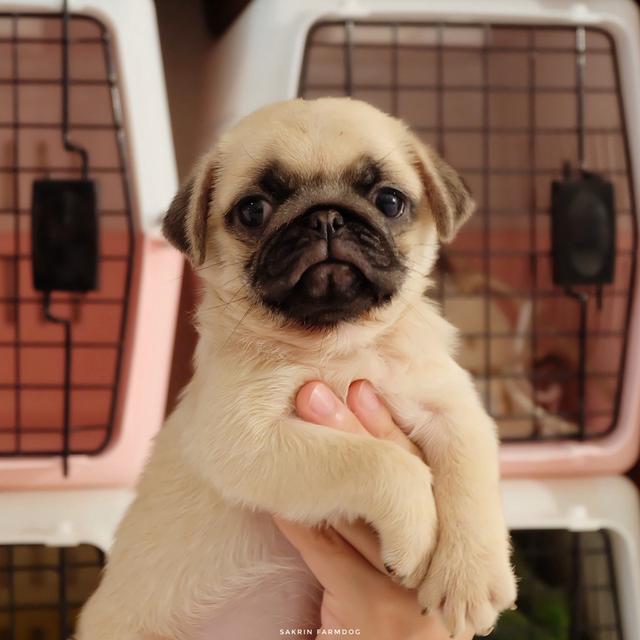 ขาย ปั๊ก (pug) 