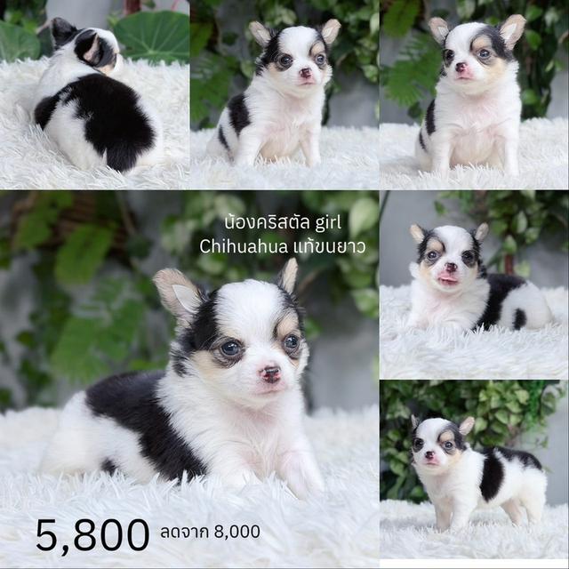 ชิวาวาแท้ ขนยาว พร้อมย้ายบ้าน รูปที่ 6