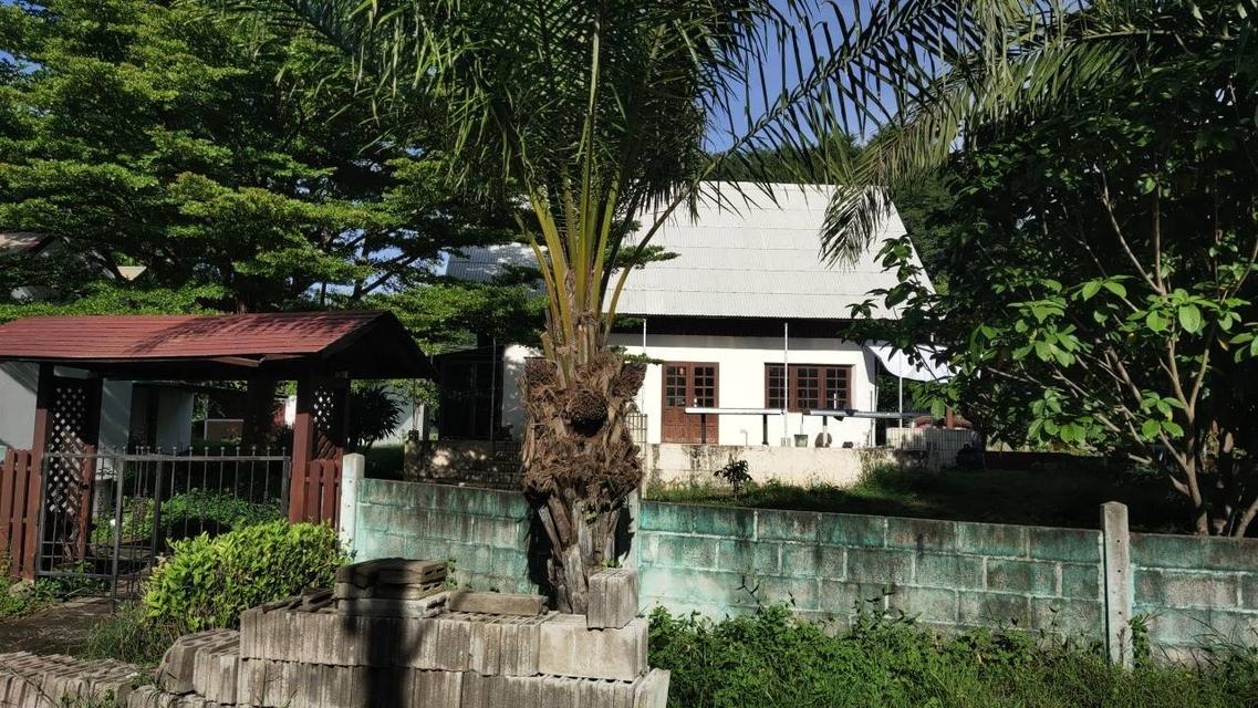🌳 [ขายด่วน/急售] ที่ดินทองคำ บ้านโป่ง ราชบุรี (550K/ไร่) ติดถนนลาดยาง 3 ด้าน | น้ำไม่ท่วม 100% | เหมาะทำเกษตร โรงงาน และ Wellness Center 9