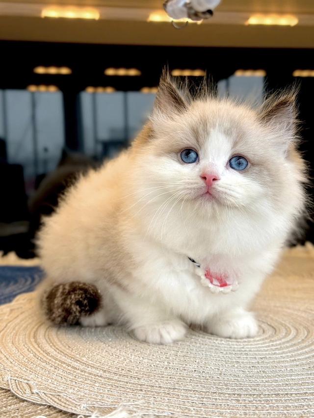 แมวมันช์กิ้น บริติช แร็กดอลรวมในนี้ทักได้เลยค่ะ รูปที่ 2