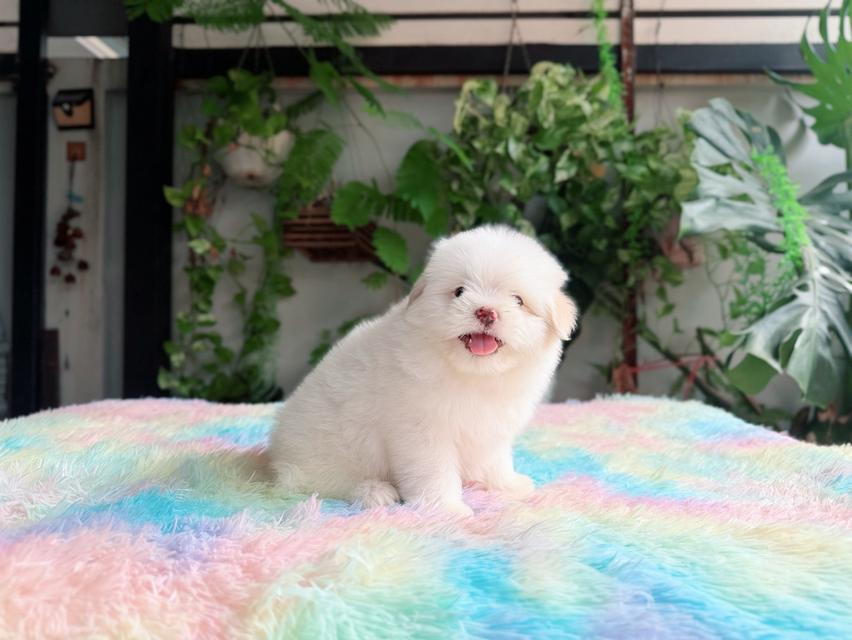 ชิสุผสมพุดเดิ้ล ผู้ สีขาวครีม พิกัดรามอินทรา 7