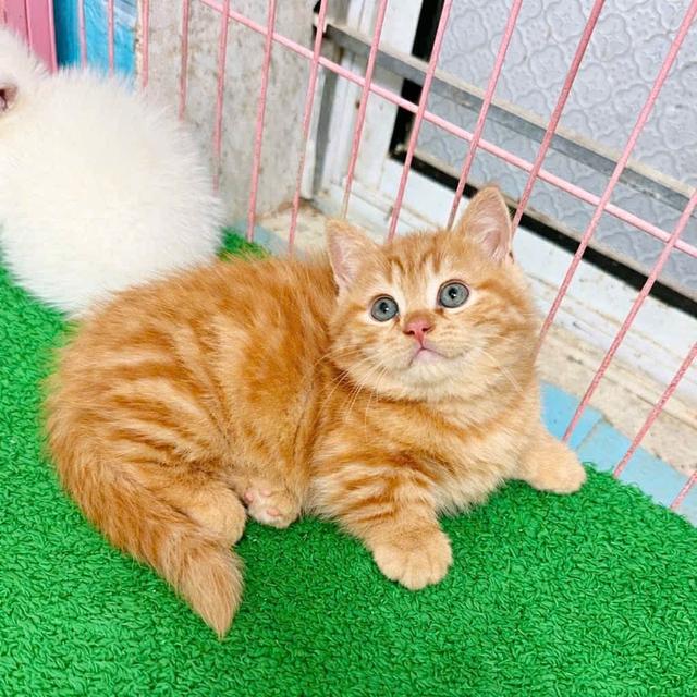 แมวมันช์กิ้น ขาสั้นมีชาย/หญิง เริ่ม25,000 รูปที่ 9